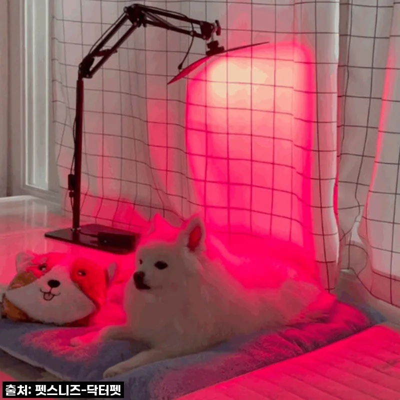 "반려동물 건강 지킴이" 펫스니즈 닥터펫 큐어레이, 직접 써보니 왜 극찬인지 알겠어요!