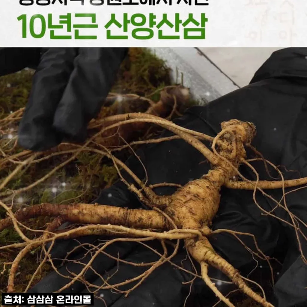 인생 활력 충전! 51% 폭탄 할인 중인 강원도 10년근 산양산삼, 이 가격 실화?