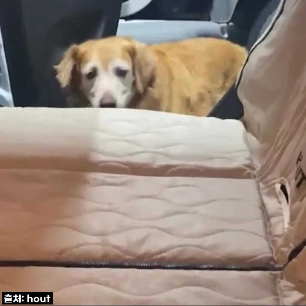 찐후기! 우리 댕댕이 전용! 하웃 강아지 카시트 대형견 카시트 애견 풀커버 뒷좌석 카시트 Ver2.5 솔직 후기