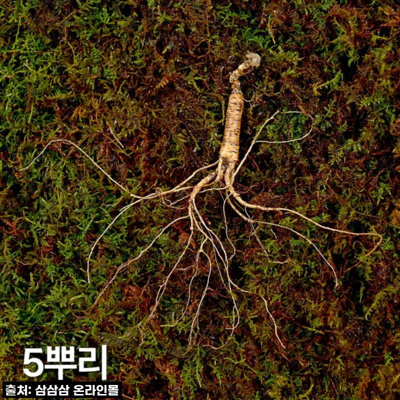 환절기 부모님 선물 고민 끝! 10년근 산양산삼, 이 맛에 감동하죠? (찐후기)