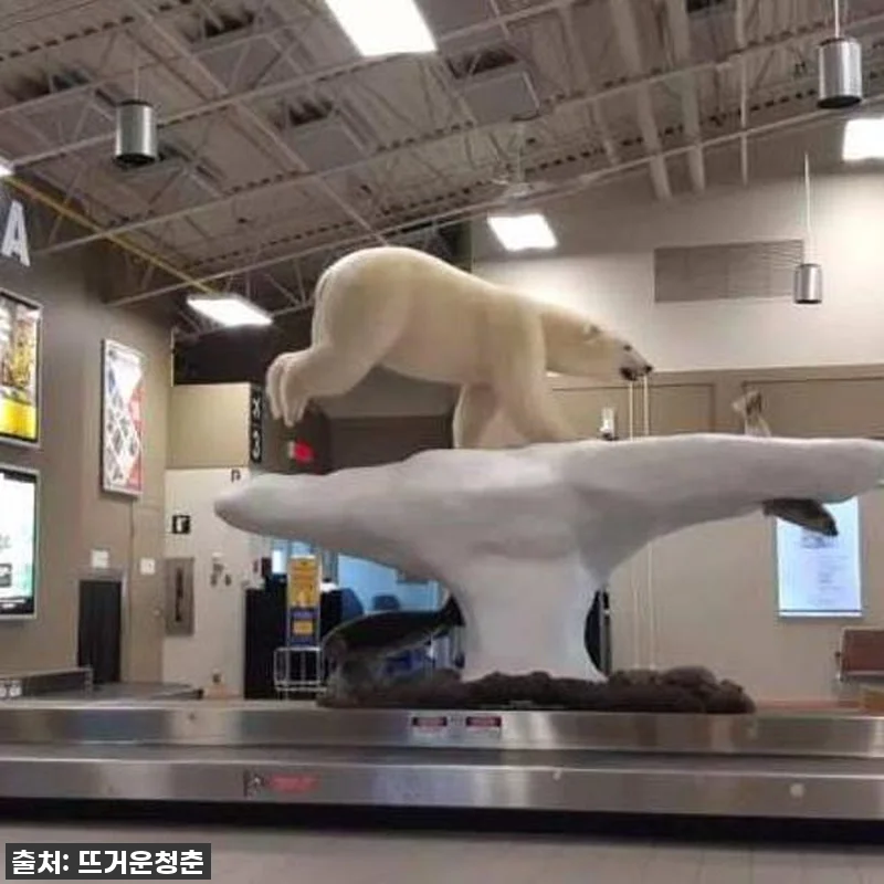 꿈의 오로라를 현실로! 캐나다 옐로나 관련 이미지 5