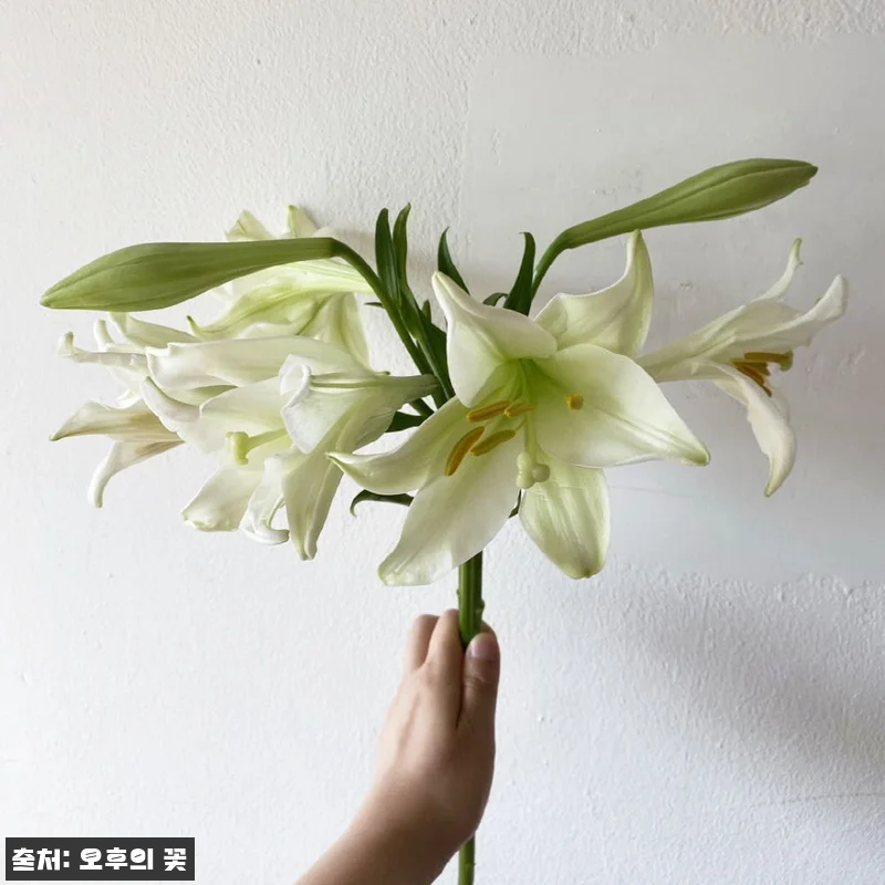 우리타워 백합 3대 꽃배달 찐후기, 1만원대로 준비하는 싱그러운 생화 선물 14 우리타워 백합 3대 꽃배달 찐후기, 관련 이미지 3