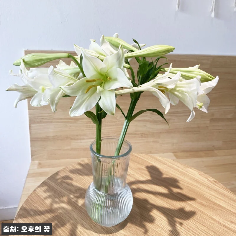 우리타워 백합 3대 꽃배달 찐후기, 1만원대로 준비하는 싱그러운 생화 선물 15 우리타워 백합 3대 꽃배달 찐후기, 관련 이미지 4