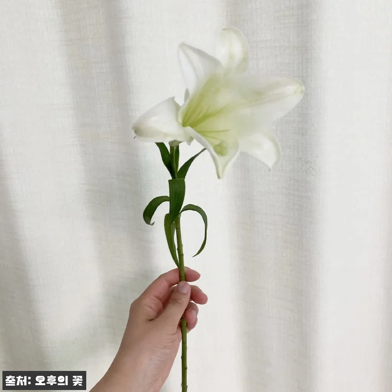 우리타워 백합 3대 꽃배달 찐후기, 1만원대로 준비하는 싱그러운 생화 선물 17 우리타워 백합 3대 꽃배달 찐후기, 관련 이미지 6