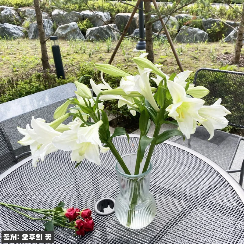 우리타워 백합 3대 꽃배달 찐후기, 1만원대로 준비하는 싱그러운 생화 선물 19 우리타워 백합 3대 꽃배달 찐후기, 관련 이미지 8