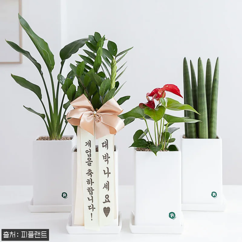 녹보수 개업 축하화분, 39,800원 무료배송으로 준비한 실속 선물 체크 후기 7 녹보수 개업 축하화분, 39,800원 관련 이미지 2