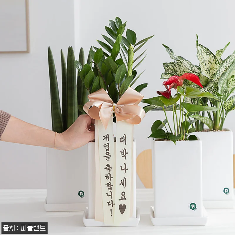 녹보수 개업 축하화분, 39,800원 무료배송으로 준비한 실속 선물 체크 후기 8 녹보수 개업 축하화분, 39,800원 관련 이미지 3