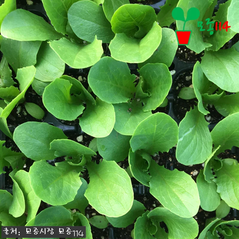 꽃상추 모종 6개 1,990원, 베란다 텃밭 시작할 때 눈여겨볼 구성 16 꽃상추 모종 6개 1,990원, 베란 관련 이미지 5