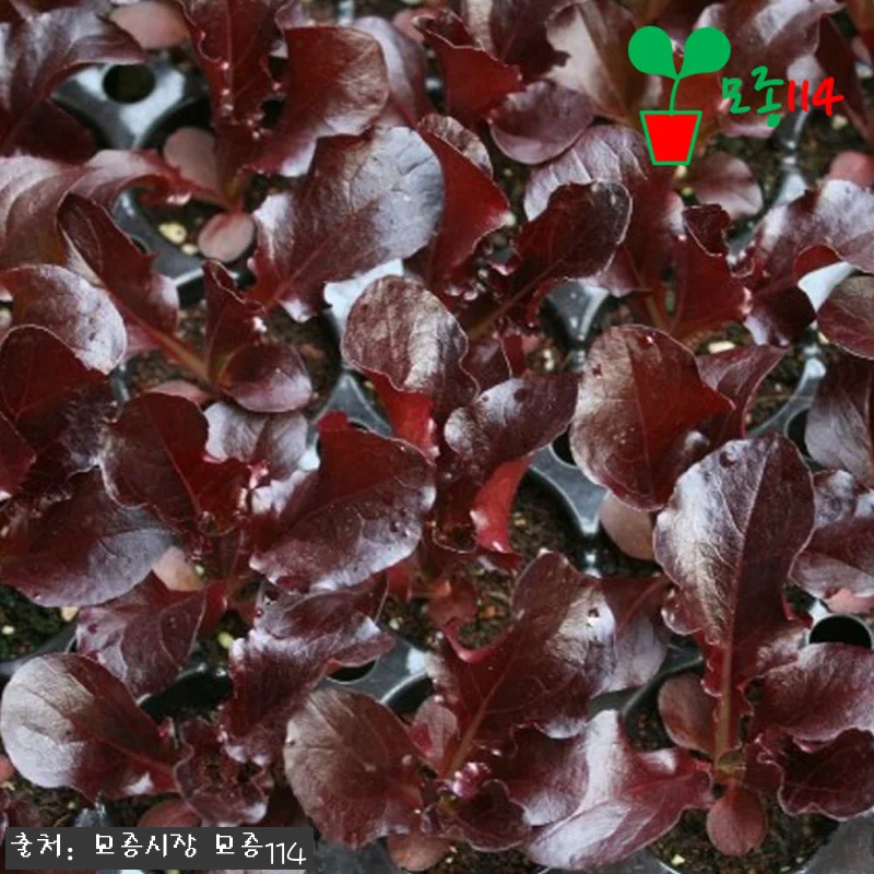 꽃상추 모종 6개 1,990원, 베란다 텃밭 시작할 때 눈여겨볼 구성 17 꽃상추 모종 6개 1,990원, 베란 관련 이미지 6