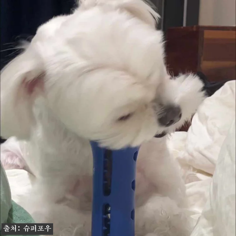 슈퍼포우 산양유 덴탈츄 S 15p, 잘 먹는 강아지껌 찾을 때 눈여겨볼 이슈템 16 슈퍼포우 산양유 덴탈츄 S 15p, 관련 이미지 7
