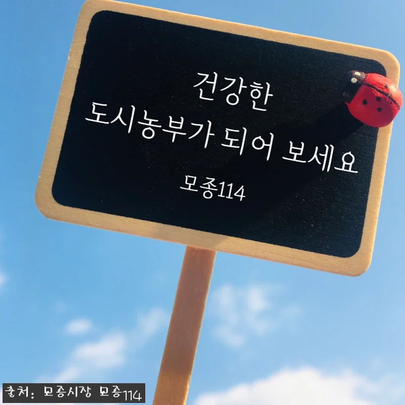 꽃상추 모종 6개 1,990원, 베란다 텃밭 시작할 때 눈여겨볼 구성 18 꽃상추 모종 6개 1,990원, 베란 관련 이미지 7