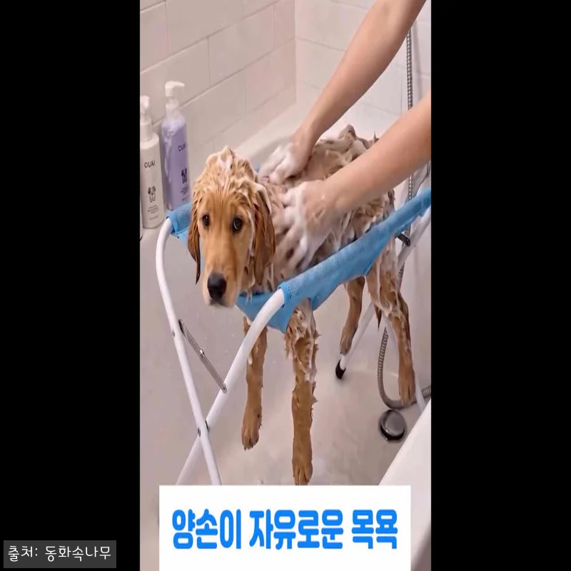 강아지 목욕 거치대 해먹 셀프 미용 거치대, 목욕 시간 부담 덜어준 이슈템 후기 22 강아지 목욕 거치대 해먹 셀프 미용 관련 이미지 10