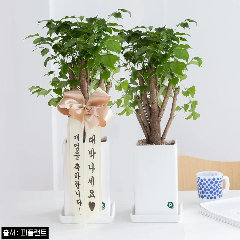 Home 43 녹보수 개업 축하화분, 39,800원 무료배송으로 준비한 실속 선물 체크 후기